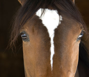 Gestresste Pferde: Was Stress bei Pferden auslöst.